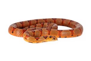 Lampropeltis leonis, forme orange